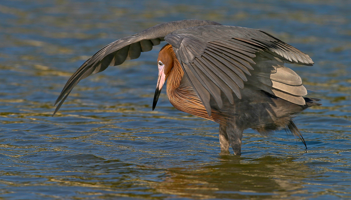 Reddish Egret Fishing Using its Wing Shadow